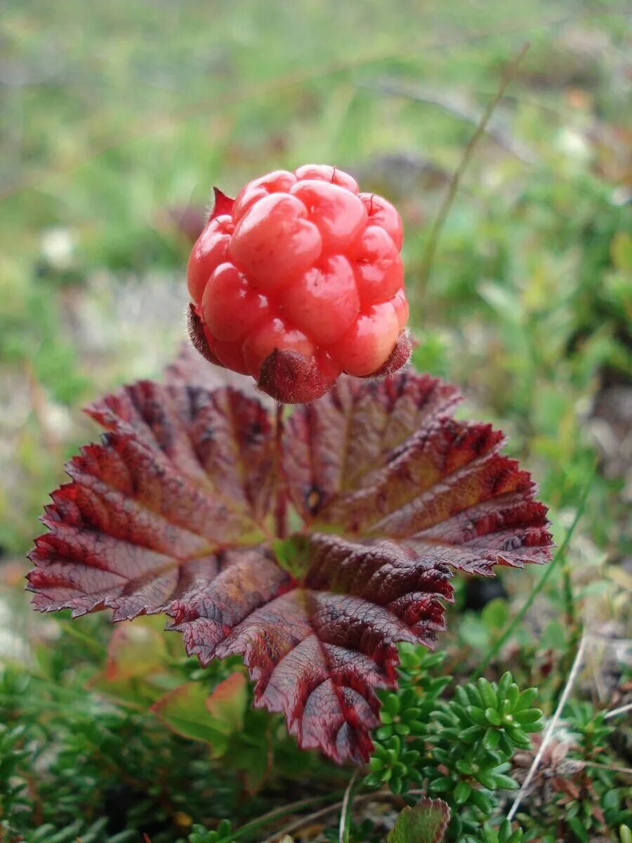 Морошка в тундре. Царская ягода Морошка. Rubus chamaemorus. Морошка природная зона.