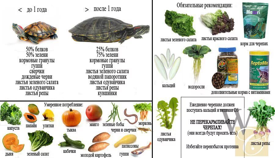 Кормление красноухой черепахи в домашних. Рацион питания красноухой черепахи. Рацион питания красноухих черепах. Красноухие Черепашки рацион питания. Список еды для красноухих черепах.