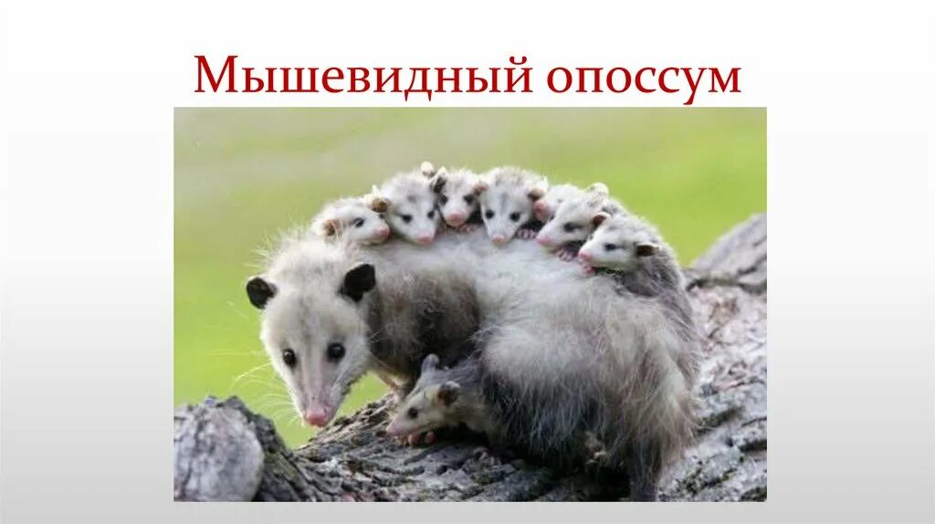 Эволюция размножения млекопитающих. Опоссум презентация. размножение млекопитающих. размножение и развитие млекопитающих презентация. размножение и развитие млекопитающих таблица.