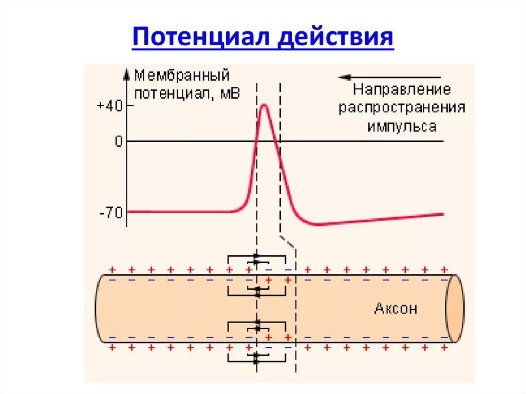 Потенциал покоя нейрона схема. Схема потенциала действия физиология. Схема потенциала действия фазы. Фазы потенциала действия нейрона. Деполяризация мембраны клетки