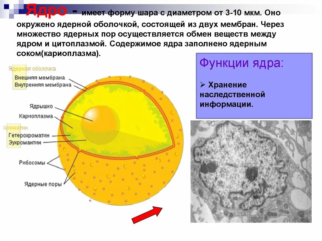 Растворение оболочки ядра происходит в. Функции органоидов клетки ядро. Ядерная мембрана. Ядерные мембраны (внешняя и внутренняя). Ядерная оболочка состоит из.