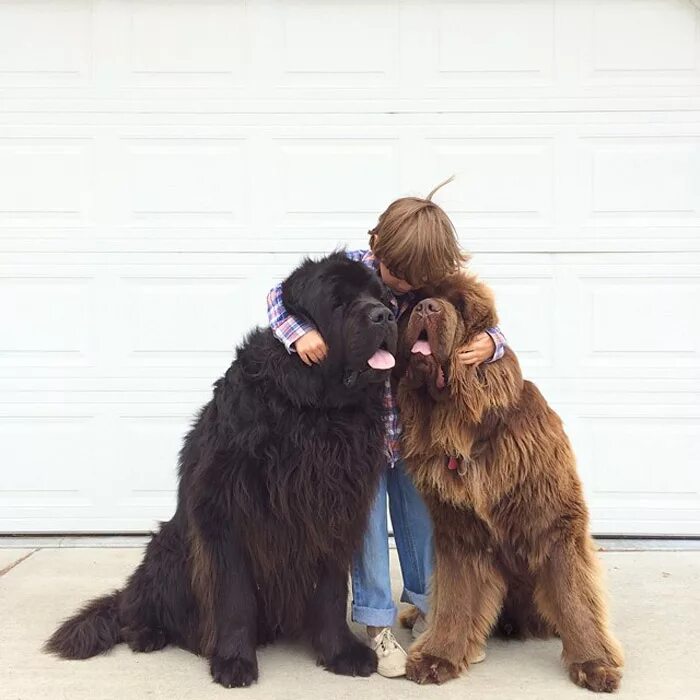 2 больших собак. Ньюфаундленд (порода собак). Водолаз собака. Две большие собаки. Ньюфаундленд с человеком.