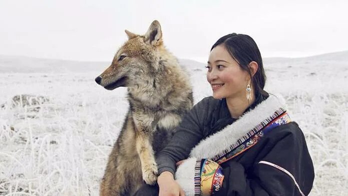 Переведи на китайский волк. Волк китаец. Волки в Китае. Китайский волк фото. Волк в китайской культуре.