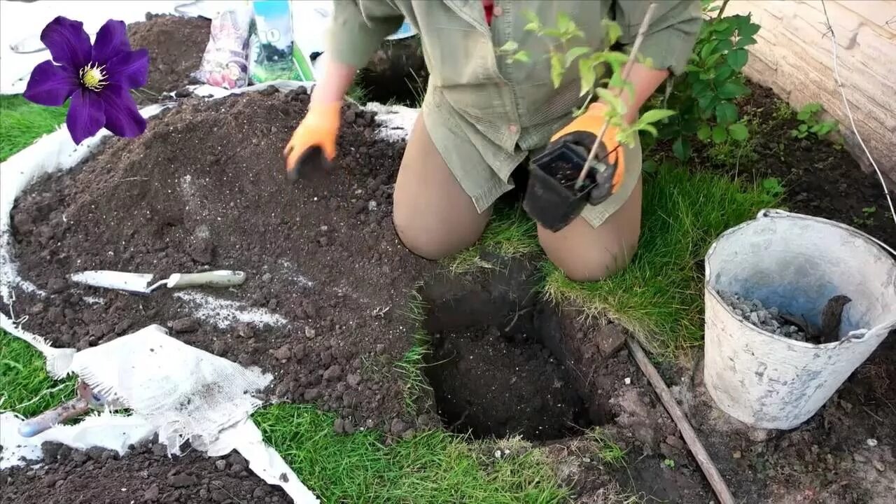 Клематис посадка в открытый грунт. Клематис посадка. Посадка клематиса весной в открытый грунт. Сажаем клематис.