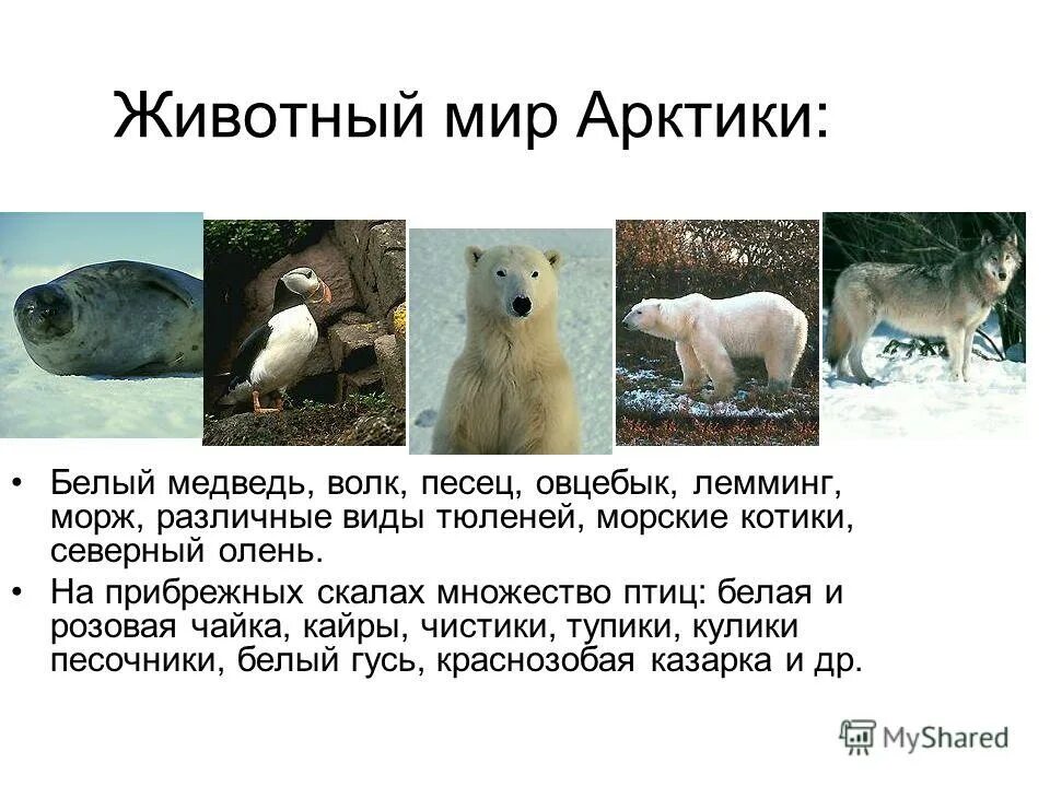 Животных холодных районов. Информация о тюленях. Северный полюс доклад. Жизнь животных в холодном климате. О животных мире холодных районов.