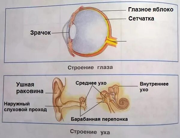 Строение глаза и уха