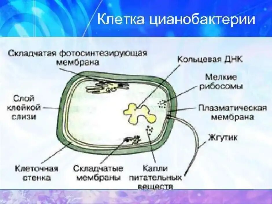 Цианобактерии строение клетки. Схема строения прокариотической клетки цианобактерий. Строение хлоропласта цианобактерий. Цианобактерии клеточная стенка. Организация прокариотических клеток