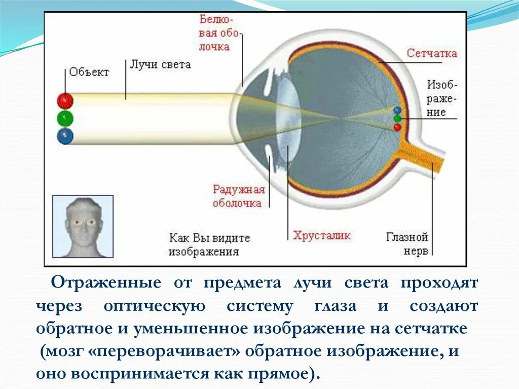 Путь прохождения луча света через оптическую систему глаза. Глаз как приемник излучения. Схема прохождения света через оптическую систему глаза. Прохождение света через глаз. Прохождение луча света в глазном