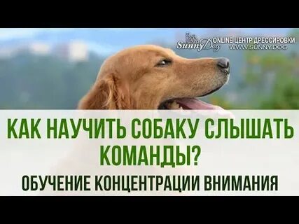 Внимание собаки на хозяина