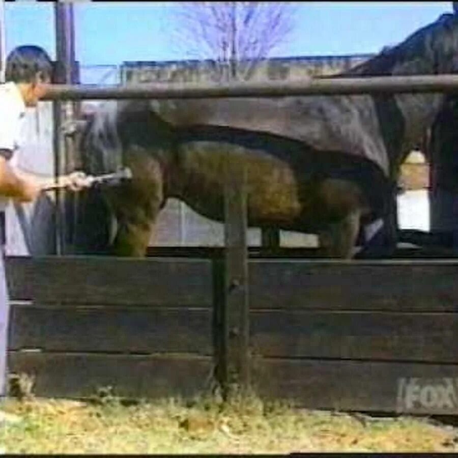 Картер кони видео. Лошадь лягнула человека. Корова спаривается с человеком. Осеменение лошадей с ослами.