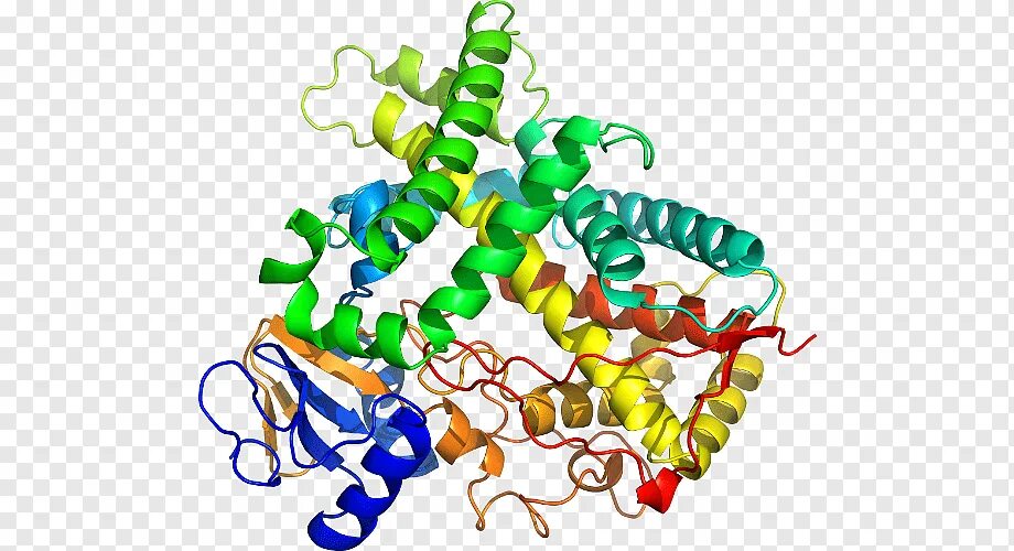 Ген белок фермент. Cytochrome p450. Цитохром cyp2c19. Ферменты цитохром p450. Ген cyp1a2.