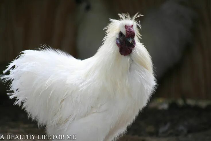 portret haan - Vogels - Cute chickens, Chicken pictures, Chicken breeds