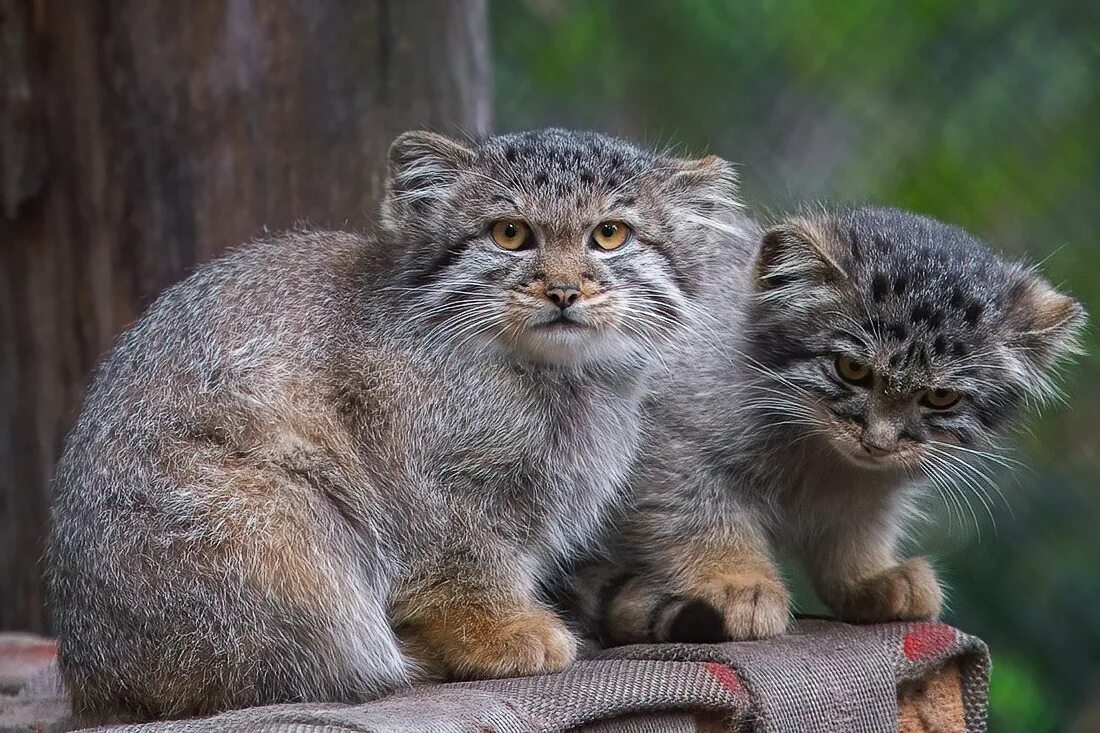 Манул кошачьи. Дикий кот манул котята. Манул малыш. Котенок манула. Степной кот манул.