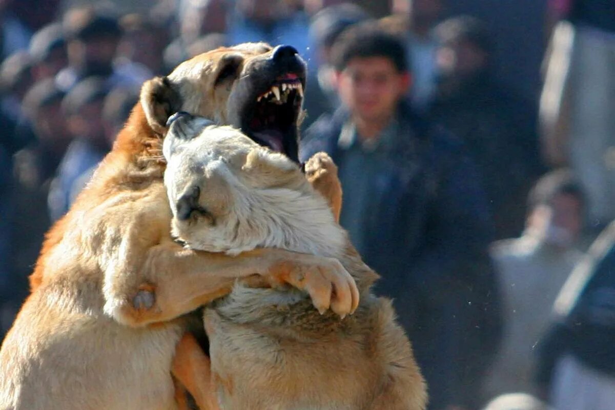 Улыбка собаки. Бигль. Зкс для собак. Собачка бигль. Бои собачьи бои алабаев.