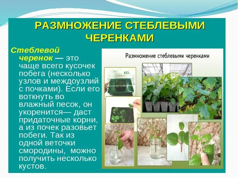 Правила черенкования растений. Стеблевые черенки вегетативное размножение. вегетативное размножение комнатных растений стеблевым черенком. размножение комнатных растений стеблевыми черенками. стеблевой черенок вегетативное размножение.
