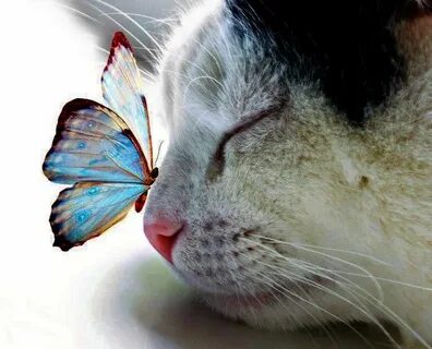 Коты и бабочки