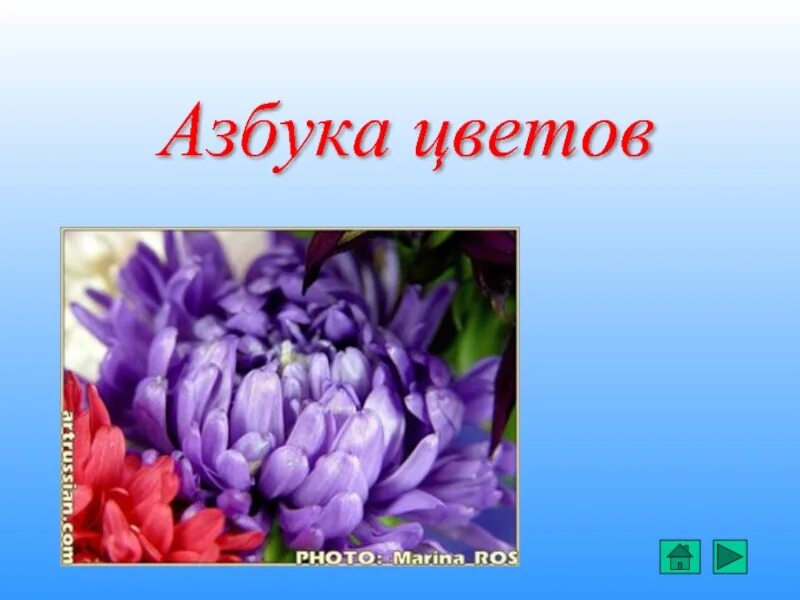 Б класс цветы. Проект азбука цветов. азбука цветов 1 класс. обложку на проект азбука цветов. живая азбука цветов.
