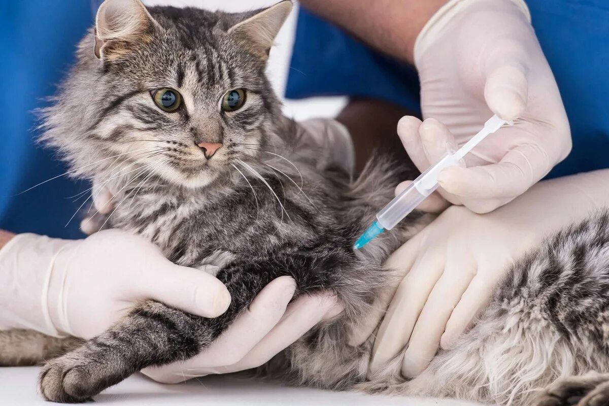 Чипирование кошек. Вакцинация животных. Вакцинация против бешенства животных. Иммунизация животных. Ветеринар вакцинация