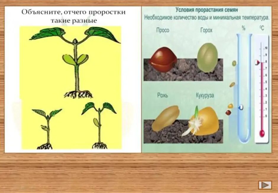 Практическая работа прорастание семян 6 класс