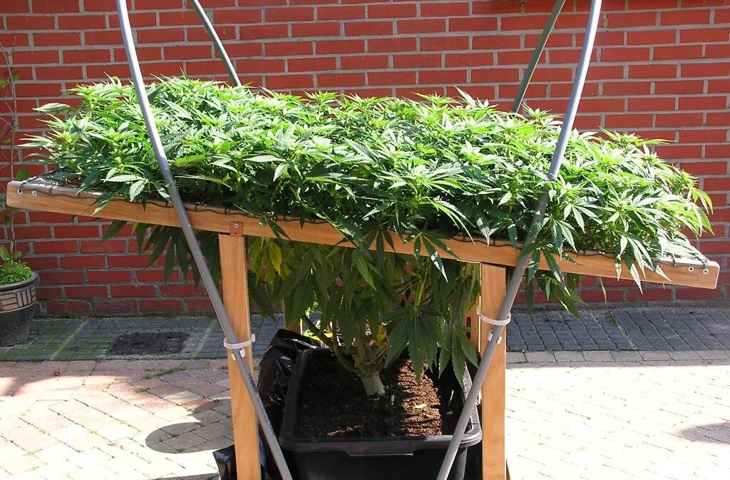 Метод зелени. Scrog гидропоника. scrog метод. скрог топпинг. мейн лайнигг + скрог.