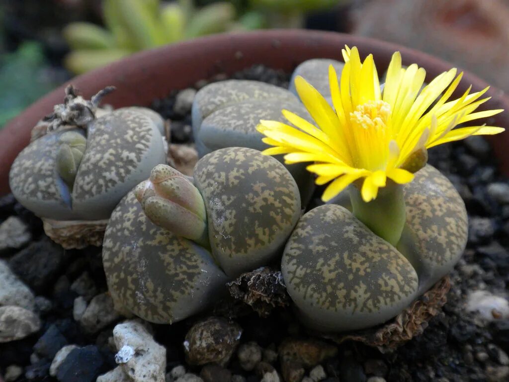 Живые камни семена. Суккуленты литопсы. Литопс Лесли. Литопс Доротеи. Lithops lesliei.