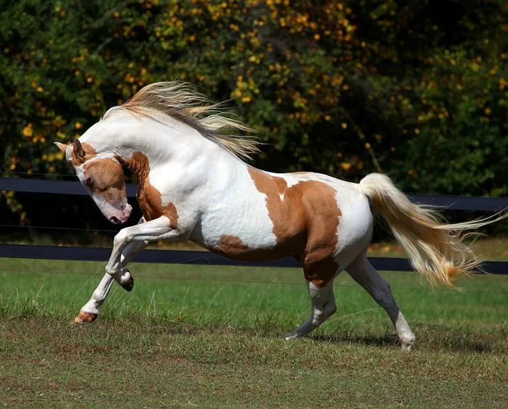Bluefield Mystic- Morgan Stallion Horses, Beautiful horses, Animals