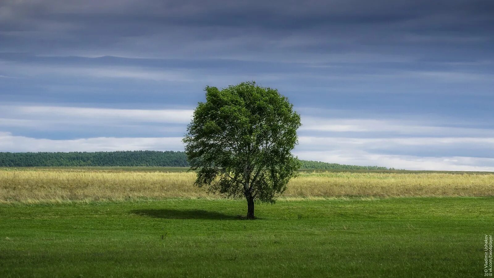 Деревья среди поля. Дерево в поле. Одинокое дерево. Дерево посреди поля. Одинокое дерево в поле.