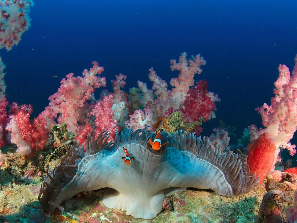 Great coral reef. Коралловые рифы большой Барьерный риф. Барьерный риф в Австралии. Большой Барьерный риф Австралия подводный мир. Коралловый риф в Австралии.