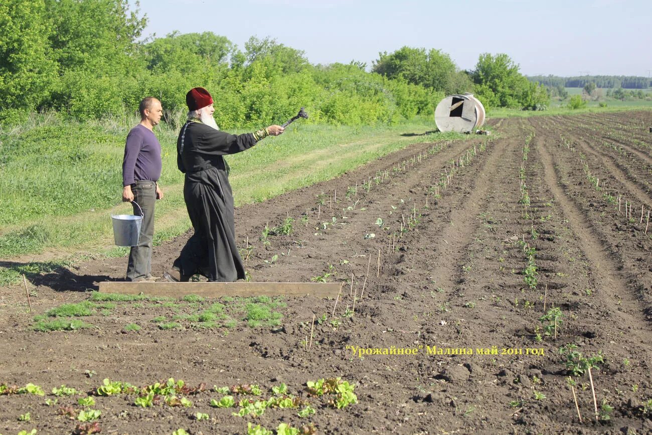 хозяйство урожайное. урожайные поля аммиак. поселок урожайный. урожайный край. село урожайное советский район.