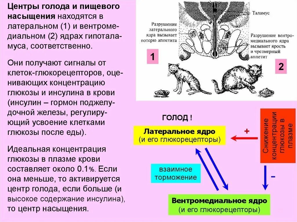 Физиологические механизмы голода. Регуляция голода и насыщения. Гипоталамус центр голода и насыщения. Центр голода и насыщения расположен в.