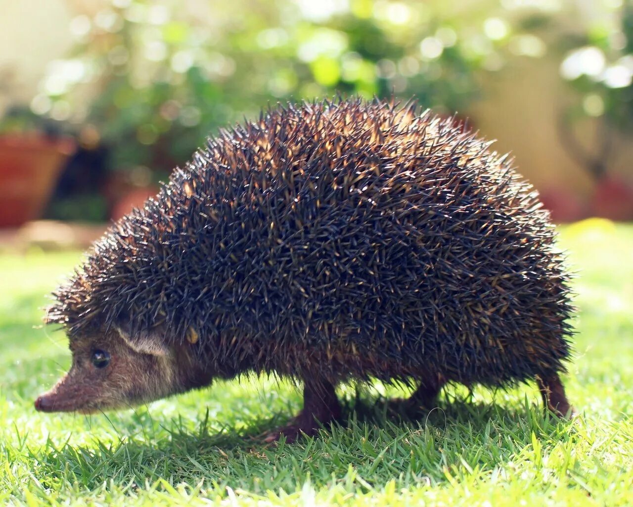 Смешной ежик. Красивый еж. Коричневый еж. Эти славные ежи. Ежик в руках.