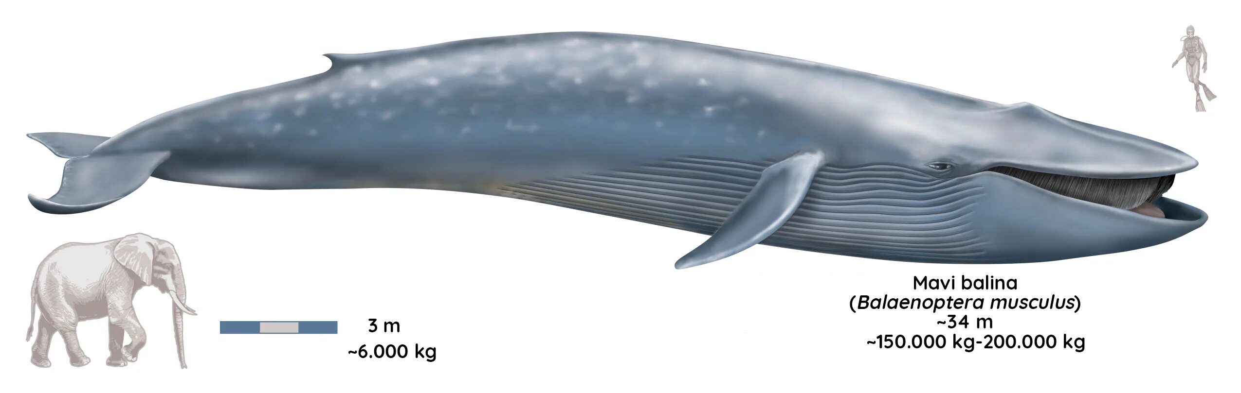 Сколько длиной самый большой кит. Северный синий кит Balaenoptera musculus musculus. Синий кит самое большое животное в мире. Синий кит 33 метра. Синий кит ≈ 150 тонн.