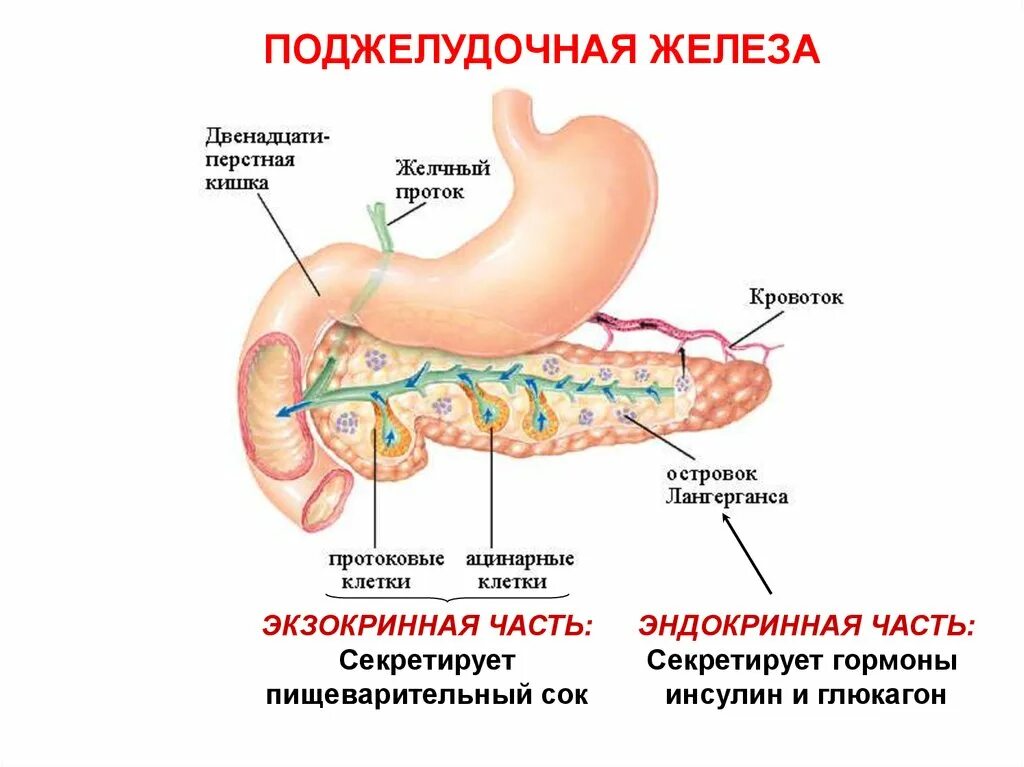 Строение и эндокринная функция поджелудочной железы. Строение эндокринной части поджелудочной железы. Экзокринная часть поджелудочной железы. Экзокринная часть поджелудочной железы функции.