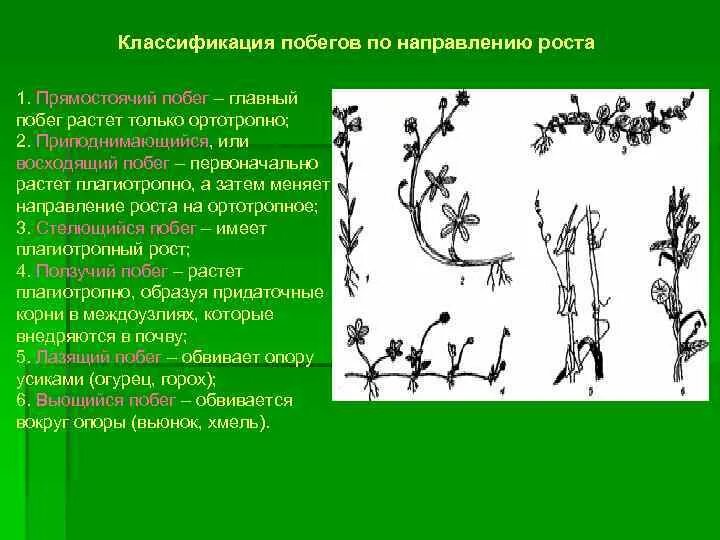 3 побегом называют. Ортотропные побеги примеры растений. Побеги по направлению роста. Классификация побегов. Прямостоячий побег.