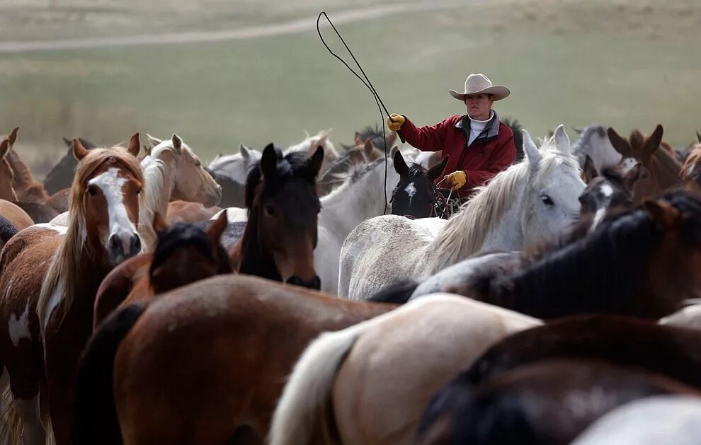 Ковбой и стадо. Конный пастух погонщик скота в латинской америке. Конный пастух погонщик скота в латинской америке. Конный пастух погонщик скота в латинской америке. Конный пастух погонщик скота в латинской америке.
