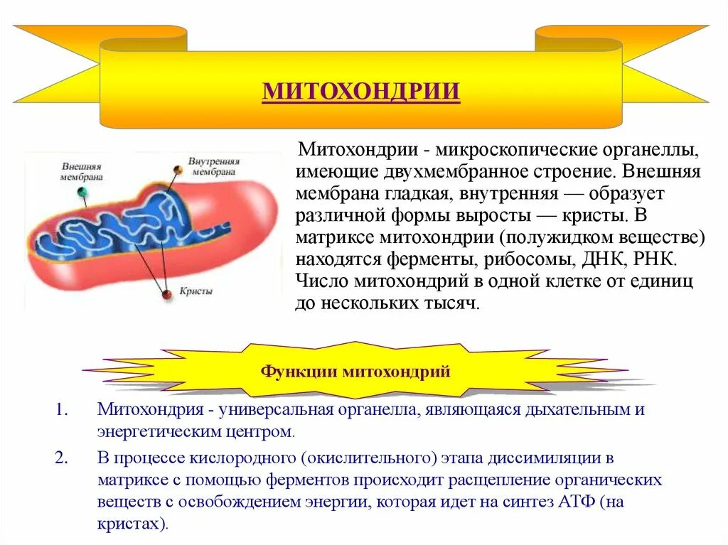 Строение митохондрии клетки. Кристы митохондрия внутренняя мембрана наружная мембрана. Гладкая мембрана у митохондрий. Функции наружной мембраны митохондрий. Кристы митохондрий.