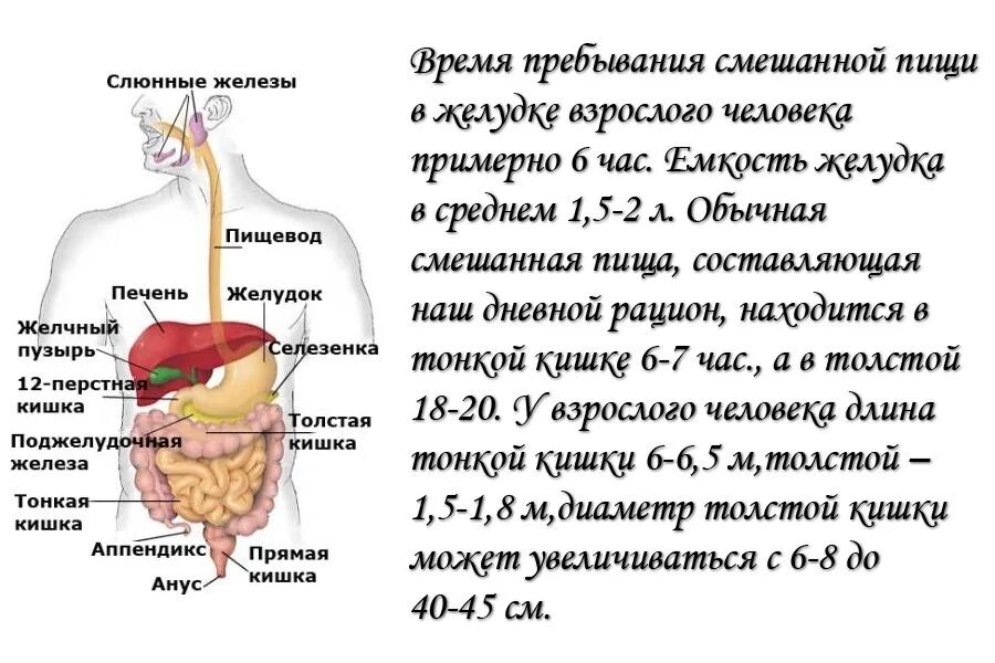 С какой стороны печень слева или справа