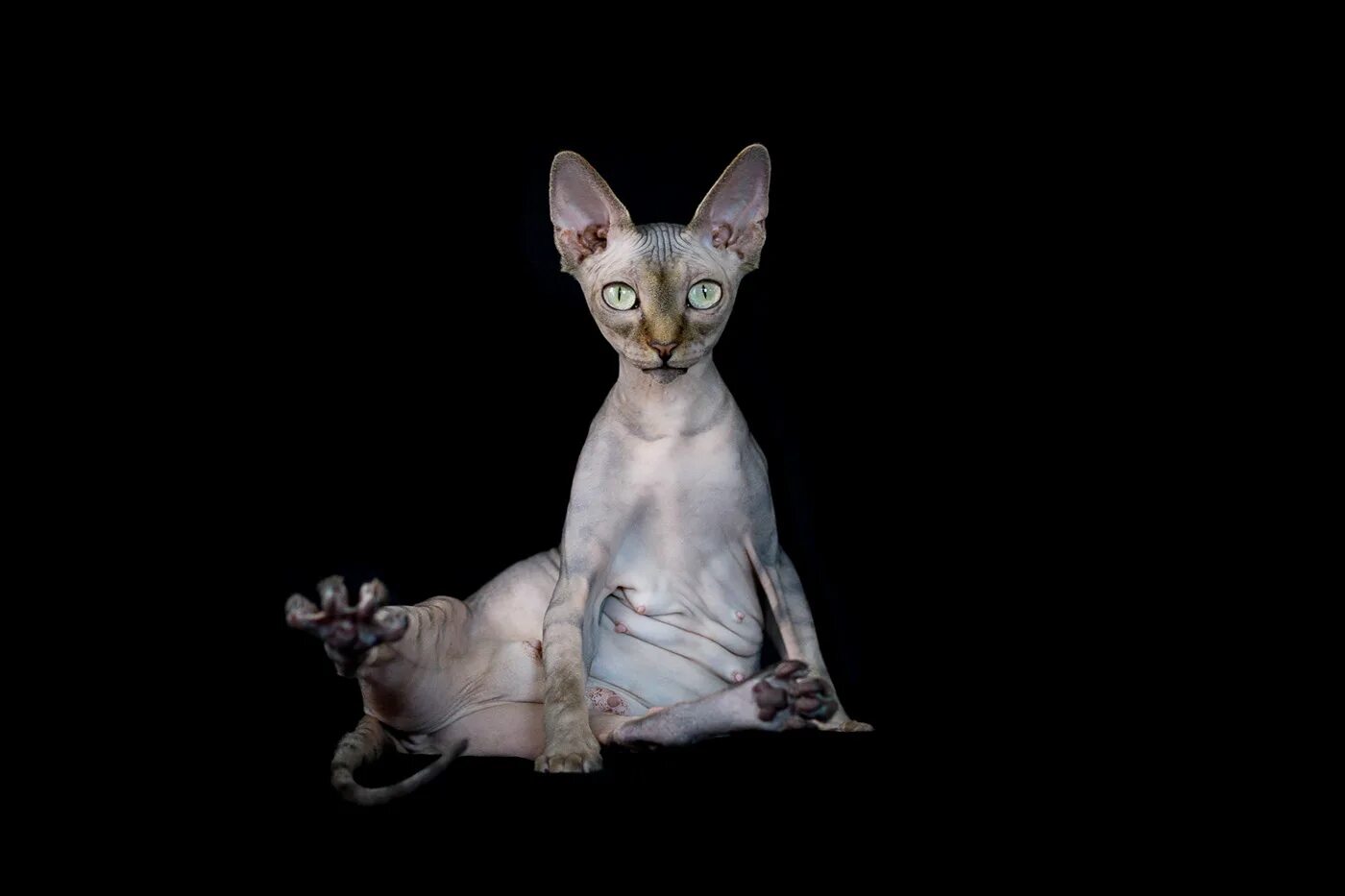 Сфинксы лучшие кошки