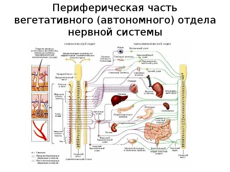 Симпатический подотдел автономного отдела нервной системы. Автономный вегетативный отдел нервной системы 8 класс. Симпатический отдел вегетативной нервной системы животных. Автономный вегетативный отдел нервной системы презентация 8 класс. Автономный вегетативный отдел нервной системы рисунок.