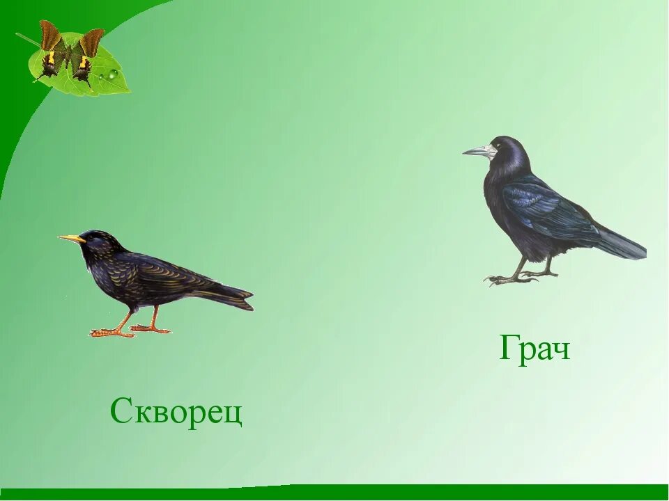 Скворец количество звуков. Перелетные птицы весной скворец. Скворец Перелетная птица. Грач и скворец. Птицы Грач скворец.