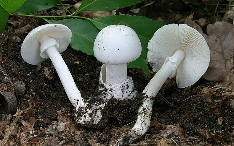 Какие белые поганки. Мухомор весенний (Amanita Verna). Белая поганка гриб. Бледная поганка гриб. Белая поганка мухомор вонючий.