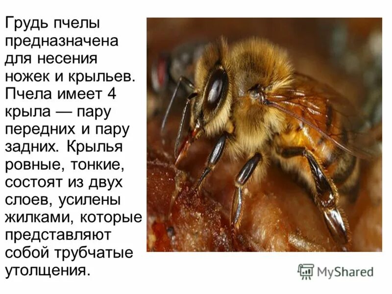 Какую пользу приносит пчела
