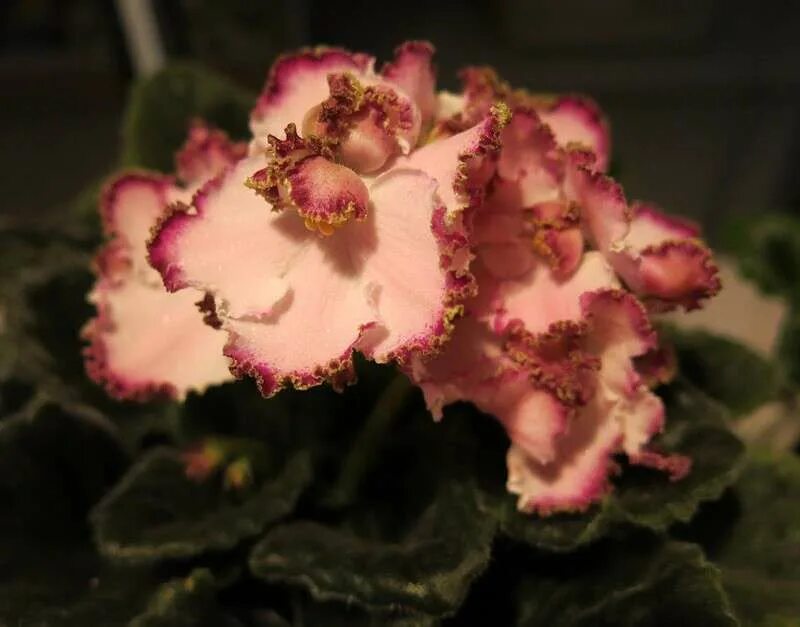 фиалки моне