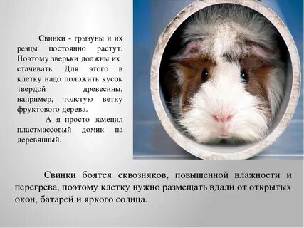 Хромосомы морской свинки