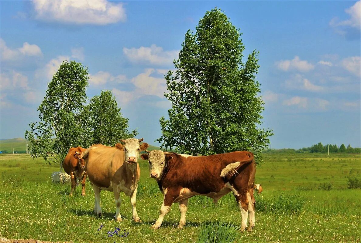 Коров луг сколько. Коровы на лугу. Луг с коровами. Коровы в деревне. Коровы на лугу панорама.