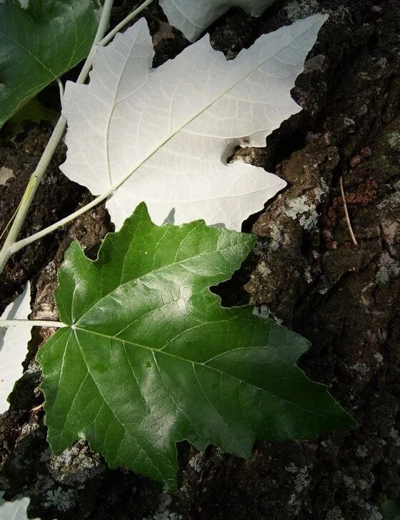 Листья кленов похожие на лапы резко. Тополь серебристый Populus Alba. Populus Alba листья. Тополь белый серебристый листья. Тополь серебристый лист.