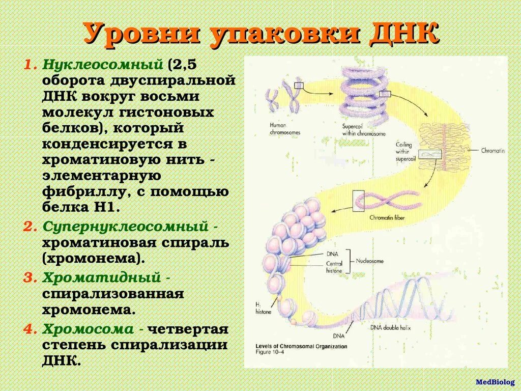 Уровни упаковки ДНК. Уровни упаковки ДНК В хромосоме. Уровни упаковки ДНК В хроматине. Упаковка молекулы ДНК уровни. Наследственный материал ядра