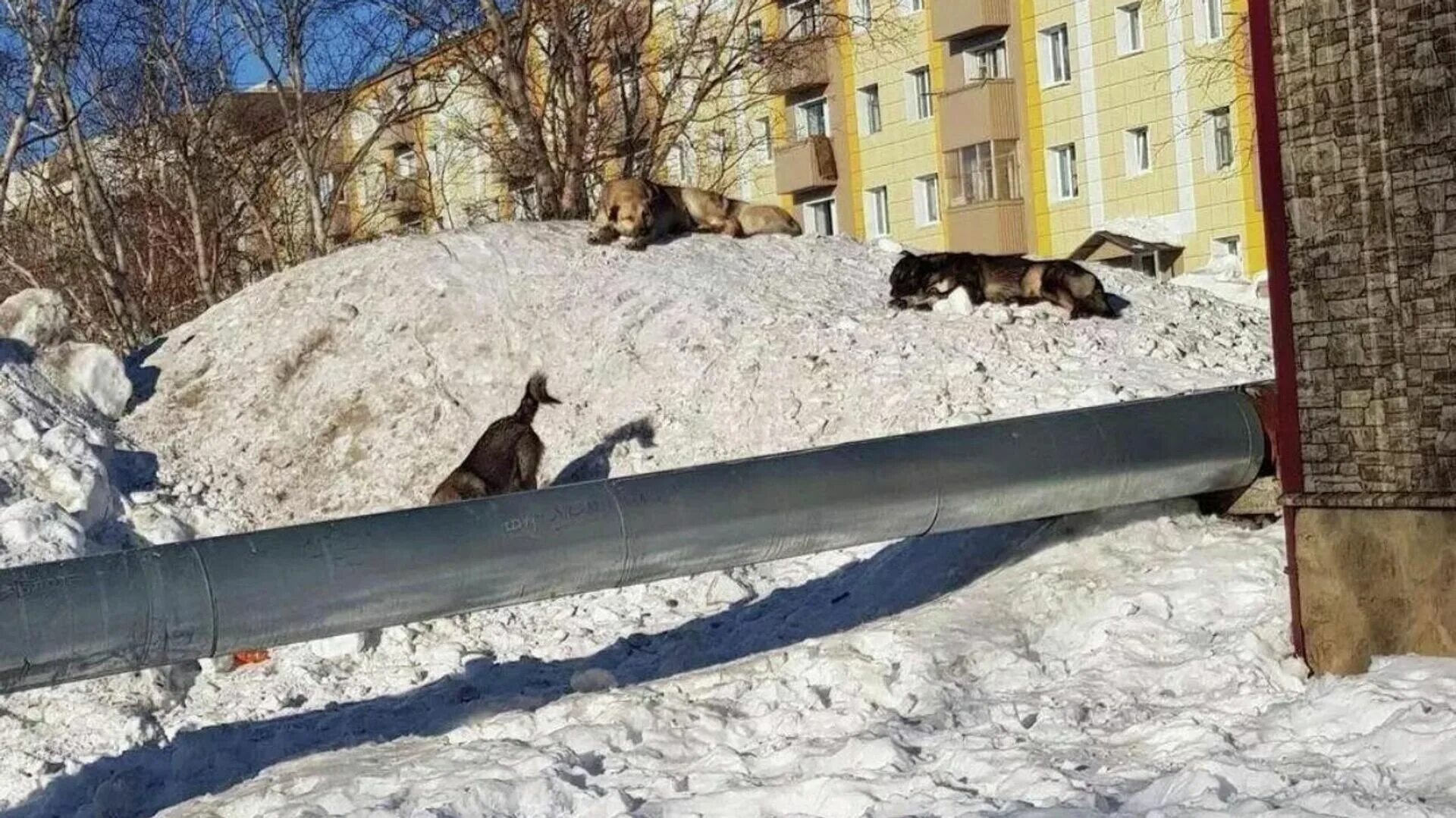Забайкальский край собаку
