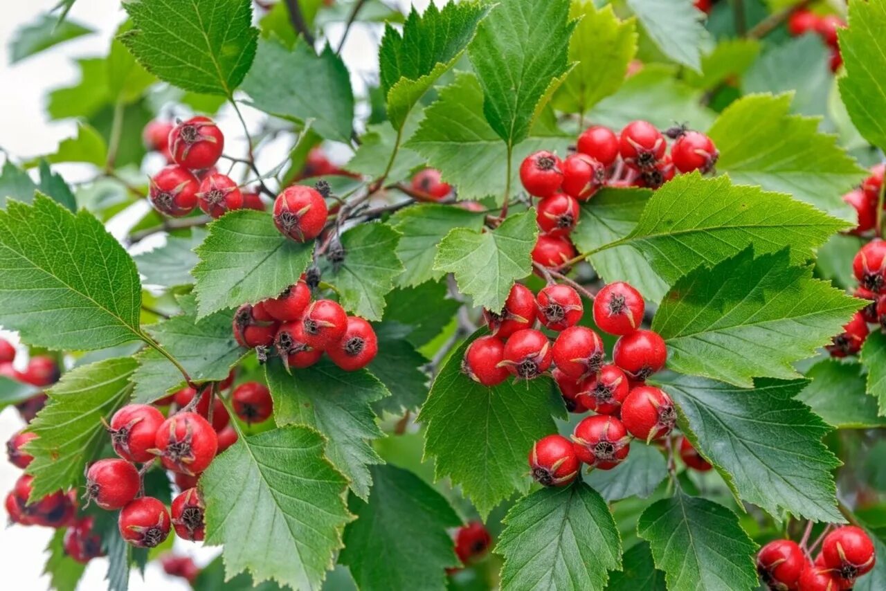 Боярышник Сибирский Crataegus sanguinea. Боярышник кроваво-красный Crataegus sanguinea. Боярышник (Crataegus). Боярышник обыкновенный ягоды.