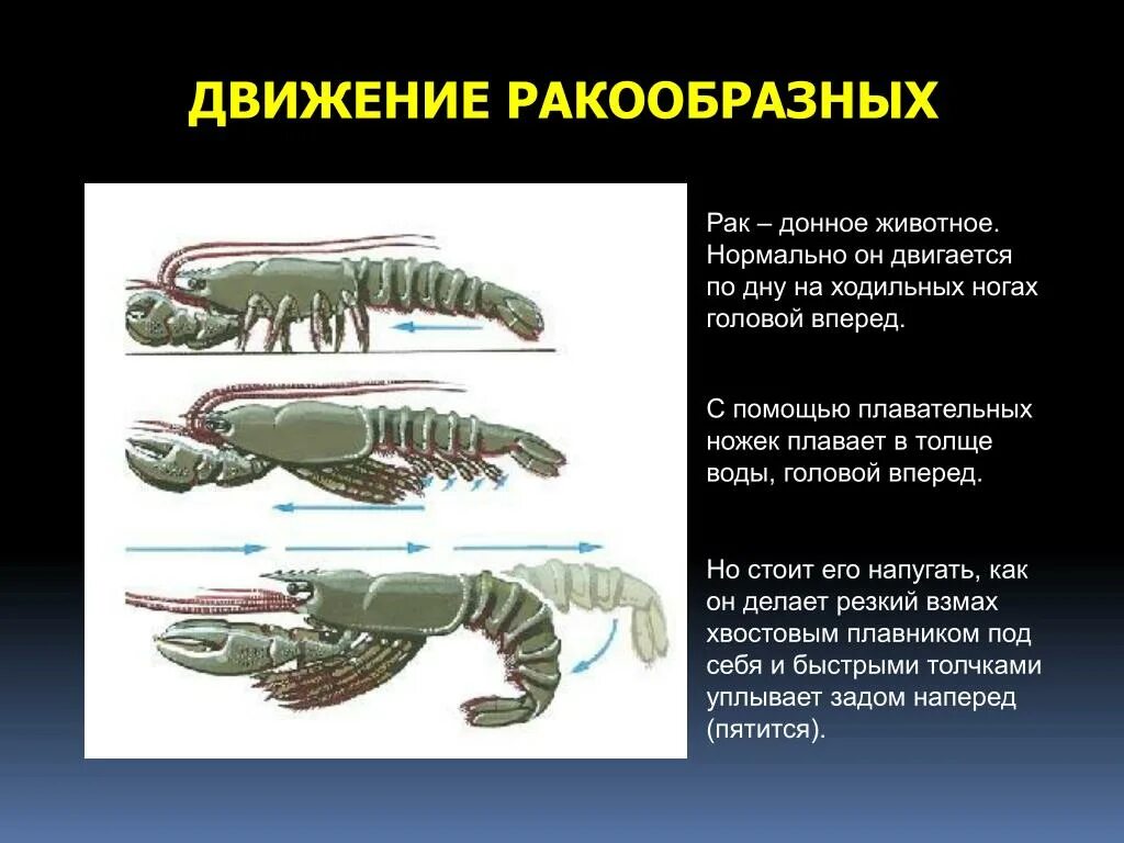 Какой тип развития характерен для речного рака. Орган передвижения ракообразных. Тип движения ракообразные. Тип Членистоногие класс ракообразные. Тип передвижения ракообразных.